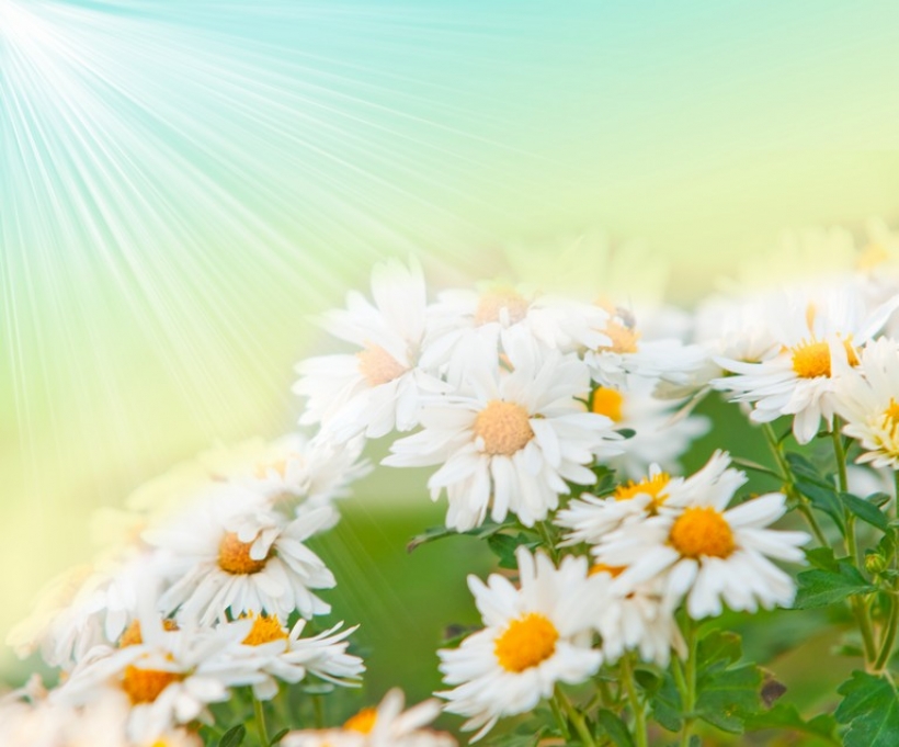 Природа 1377